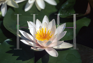 Picture of Nymphaea  'Rosennymphe'