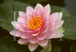 Picture of Nymphaea  'Sumptuosa'