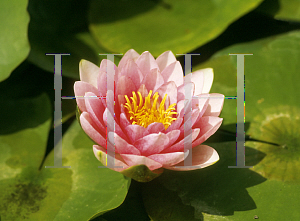 Picture of Nymphaea  'Sumptuosa'