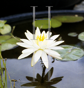 Picture of Nymphaea  'Charlene Strawn'