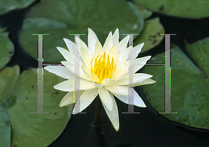 Picture of Nymphaea  'Charlene Strawn'