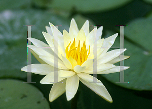 Picture of Nymphaea  'Charlene Strawn'
