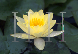 Picture of Nymphaea  'Chromatella'