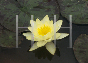 Picture of Nymphaea  'Chromatella'