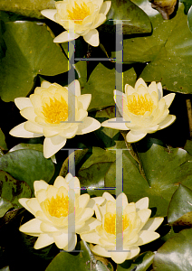 Picture of Nymphaea  'Chromatella'