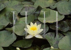 Picture of Nymphaea  'Chromatella'