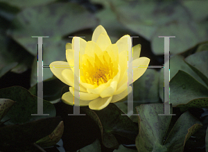 Picture of Nymphaea  'Chromatella'