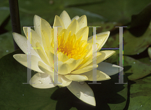 Picture of Nymphaea  'Chromatella'