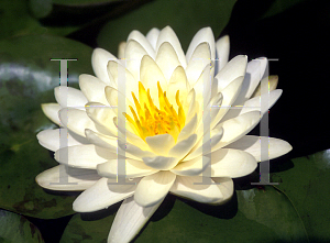 Picture of Nymphaea  'Denver'