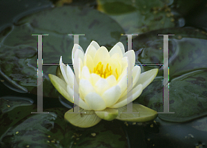 Picture of Nymphaea  'Denver'