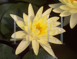 Picture of Nymphaea  'Gold Medal'