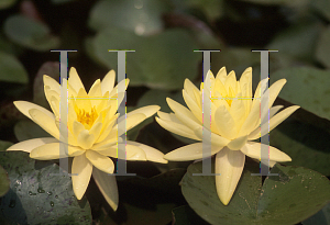 Picture of Nymphaea  'Gold Medal'