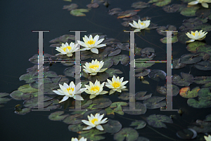 Picture of Nymphaea  'Helvola'