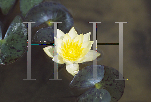 Picture of Nymphaea  'Helvola'