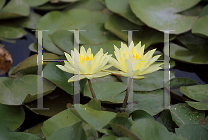 Picture of Nymphaea  'Joey Tomocik'