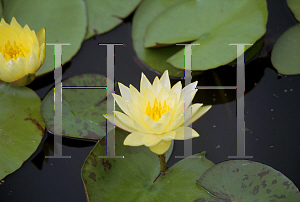Picture of Nymphaea  'Joey Tomocik'