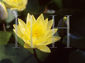 Picture of Nymphaea  'Joey Tomocik'