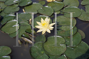 Picture of Nymphaea  'Texas Dawn'