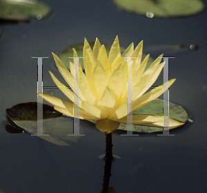 Picture of Nymphaea  'Texas Dawn'