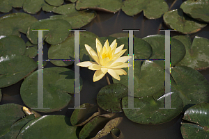 Picture of Nymphaea  'Texas Dawn'