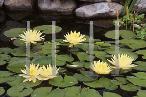 Picture of Nymphaea  'Texas Dawn'