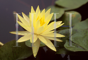 Picture of Nymphaea  'Texas Dawn'