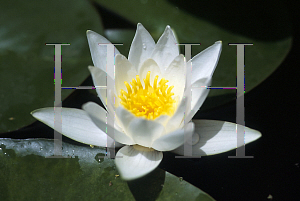 Picture of Nymphaea  'Albatross'