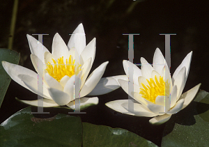 Picture of Nymphaea  'Albatross'