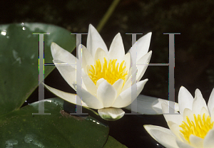 Picture of Nymphaea  'Albatross'