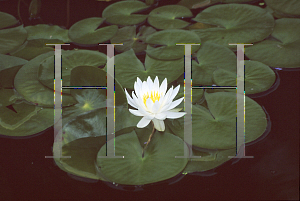 Picture of Nymphaea caroliniana 'Nivea'