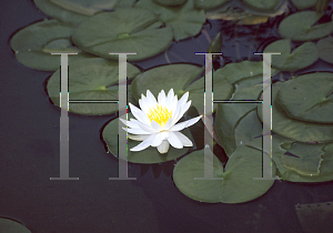 Picture of Nymphaea caroliniana 'Nivea'