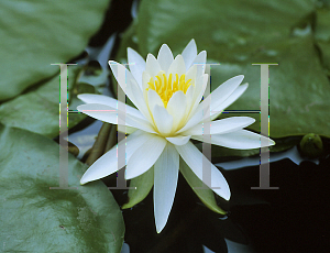 Picture of Nymphaea  'Gladstoneana'