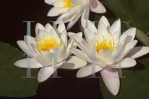 Picture of Nymphaea  'Hermine'