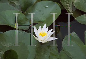 Picture of Nymphaea  'Alba Plenissima'