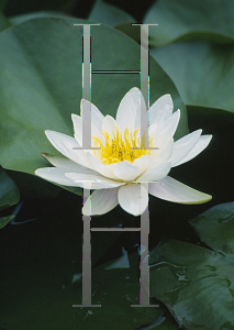 Picture of Nymphaea  'Albida'