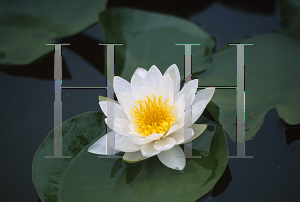 Picture of Nymphaea  'Albida'