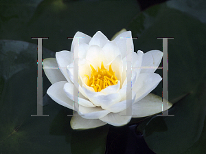 Picture of Nymphaea  'Virginalis'