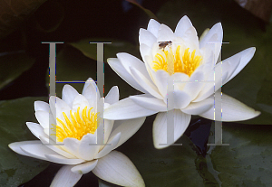 Picture of Nymphaea  'Queen of the Whites'