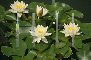 Picture of Nymphaea  'Walter Pagels'