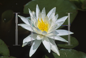 Picture of Nymphaea  'Virginia'