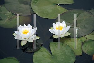 Picture of Nymphaea  'Virginalis'