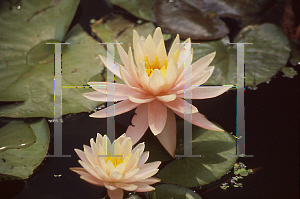 Picture of Nymphaea  'Barbara Dobbins'