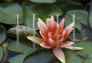 Picture of Nymphaea  'Charlie's Choice'