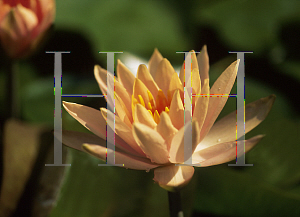 Picture of Nymphaea  'Colorado'