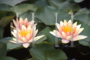 Picture of Nymphaea  'Comanche'