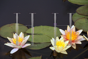 Picture of Nymphaea  'Comanche'