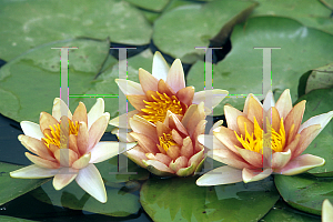 Picture of Nymphaea  'Comanche'