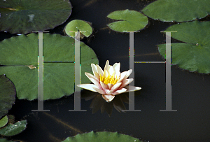 Picture of Nymphaea  'Comanche'