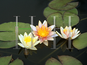 Picture of Nymphaea  'Comanche'