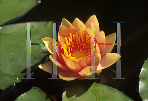 Picture of Nymphaea  'David'